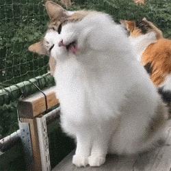 猫咪吃什么毛发光泽,猫咪吃什么毛长得好看