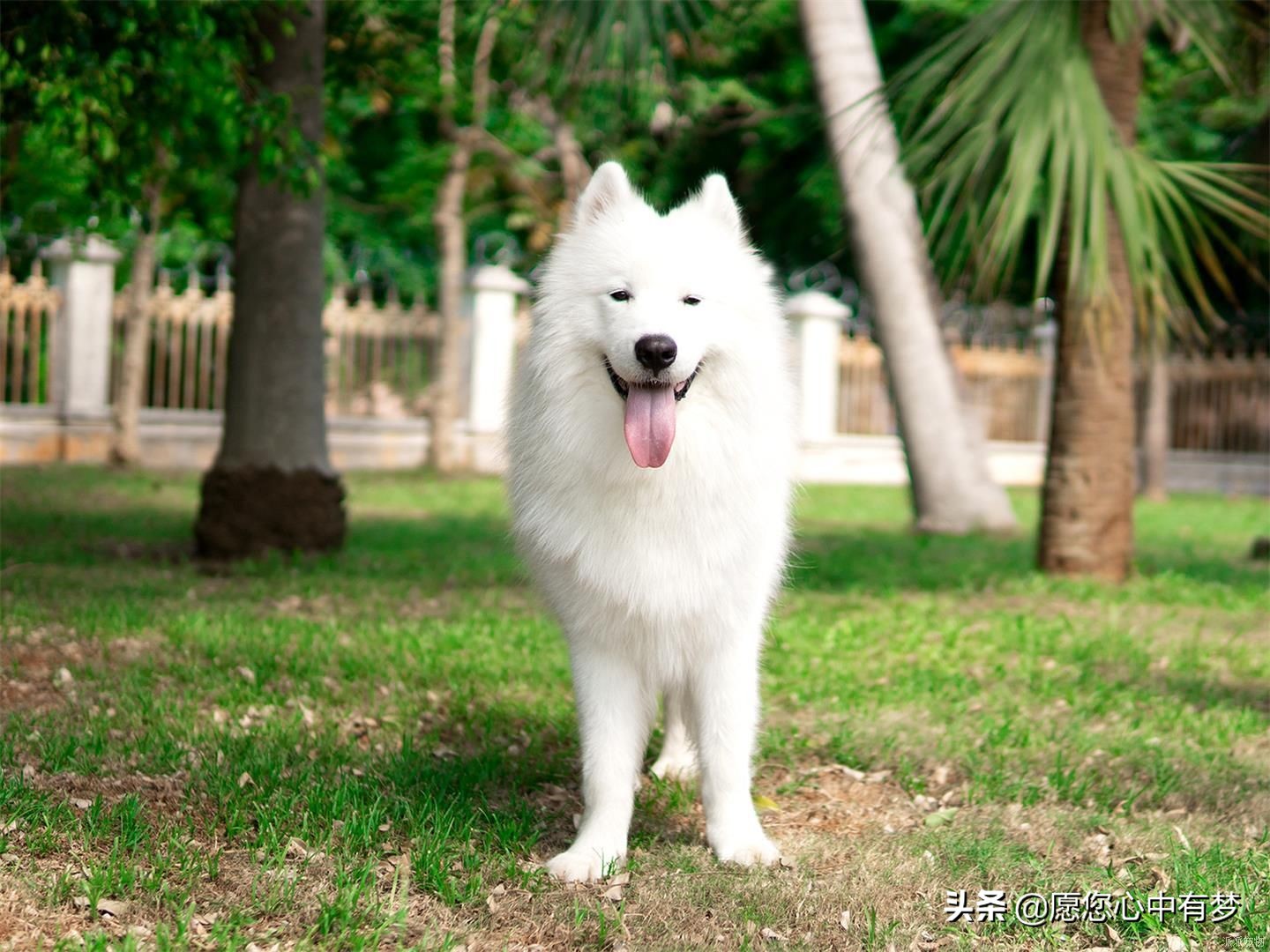 怎么训练幼犬萨摩耶大小便,萨摩耶犬怎么训练大小便的动作