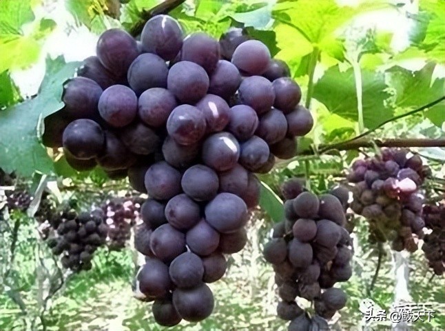 营口鲅鱼圈国际马拉松赛,鲅鱼圈马博会是哪天