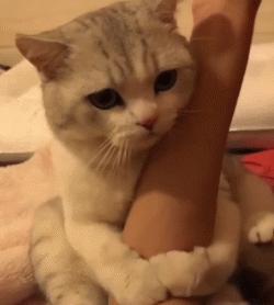 猫治百病是真的吗,猫治百病2