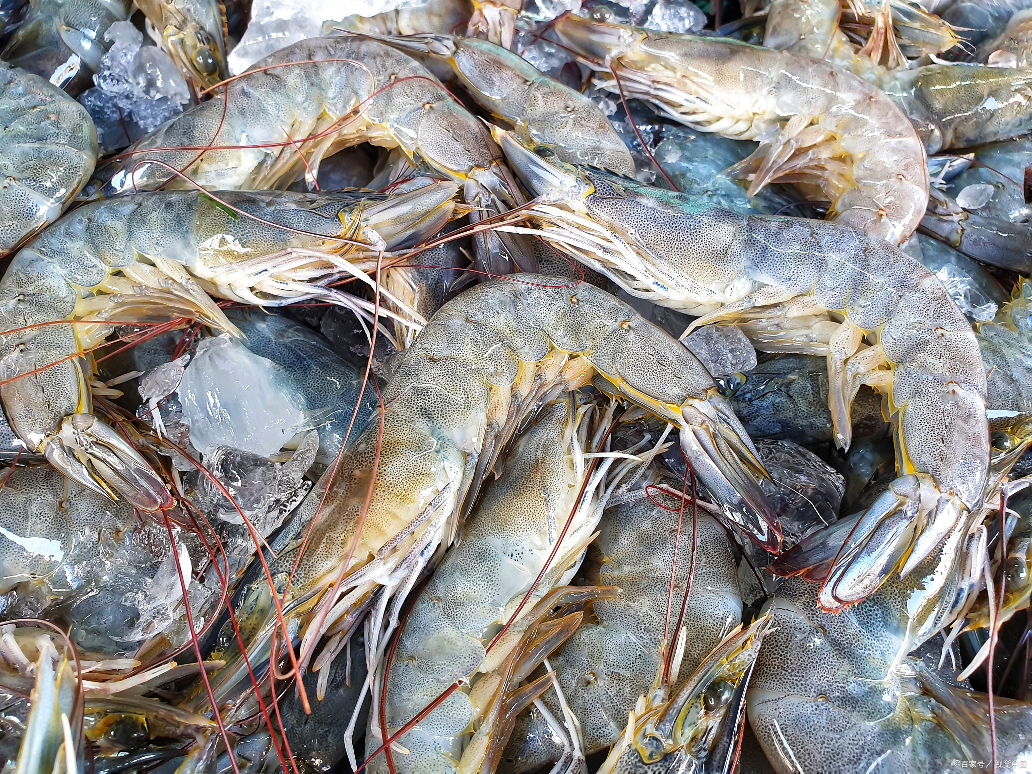 珠海特产排名前十名,广东特产排名前十名海鲜干货