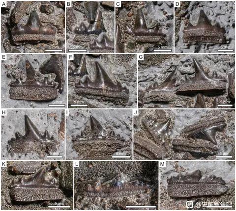 鳄鱼鲨鱼鲸鱼谁最厉害,鲨鱼和鳄鱼大战谁最厉害
