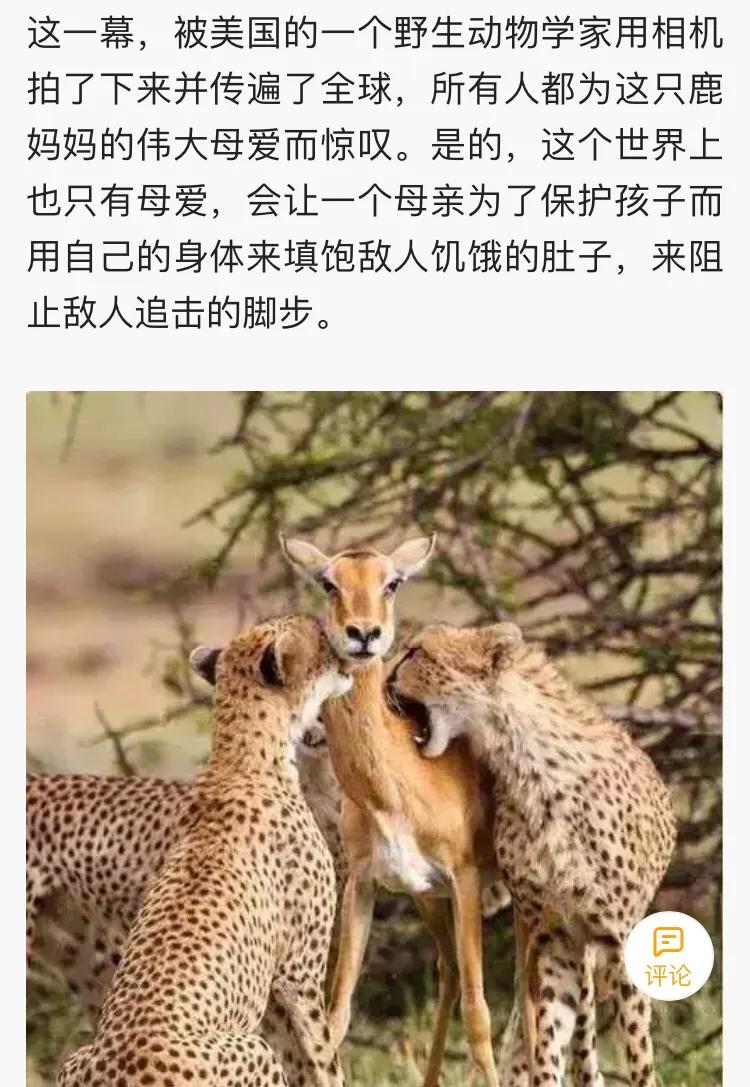 母爱的样子作文600字,母爱的样子漫画图片