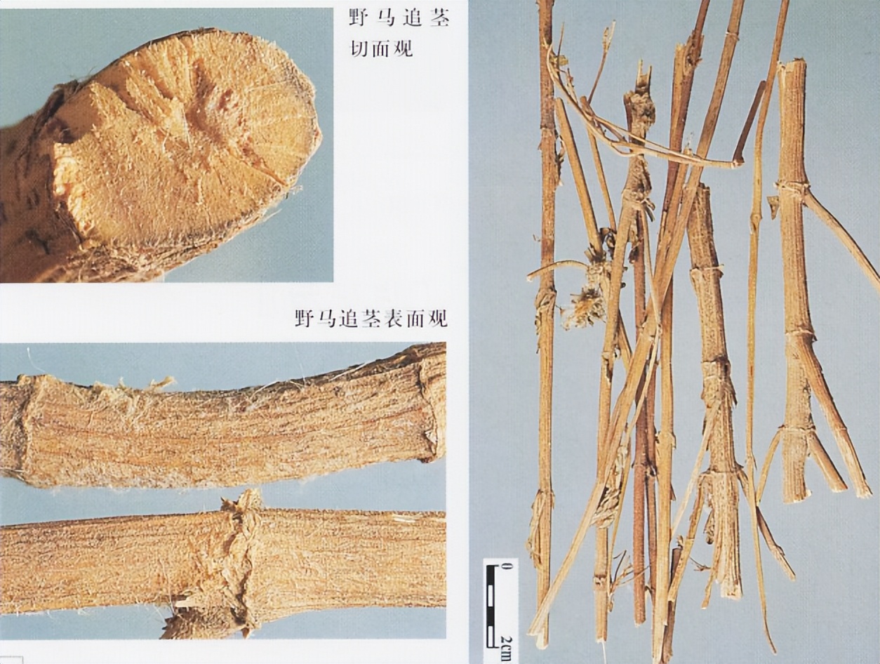 带你识别仙鹤草,带你识别茜草