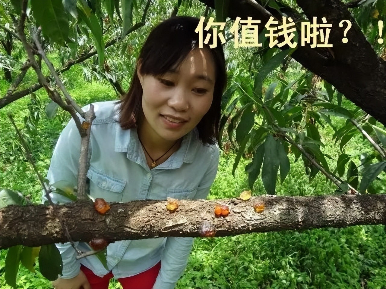 桃胶有什么用怎样吃,桃胶有什么用处能美白吗