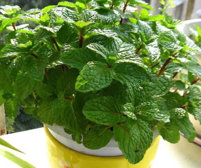 养薄荷冬天应注意什么,养薄荷盆栽的注意事项