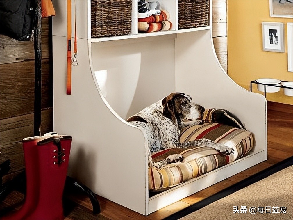 狗狗长时间在地板上走会有趴蹄,狗狗关节积液频繁出现