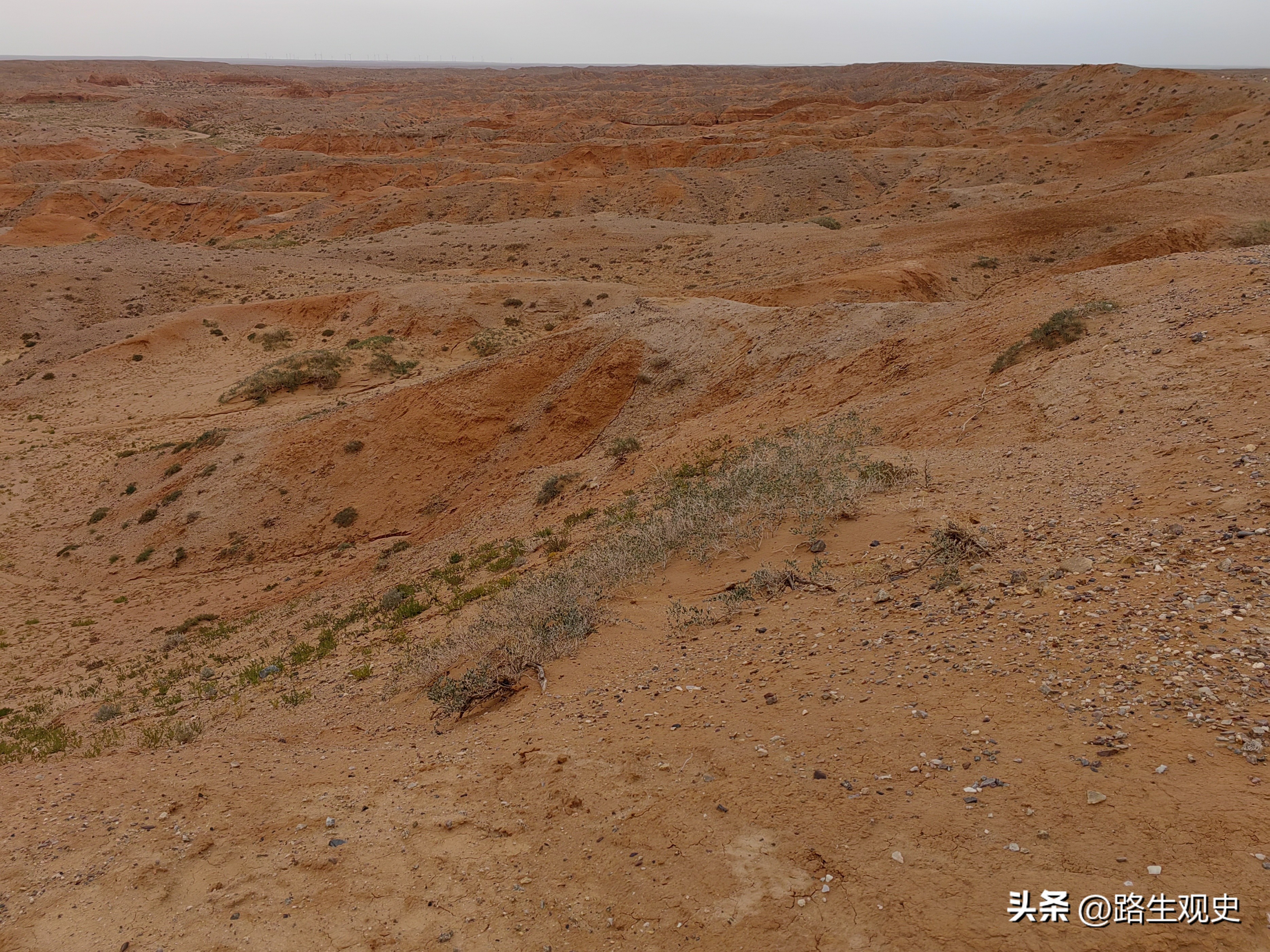 内蒙古恐龙遗迹有哪些,内蒙古草原几百上千年前是海吗