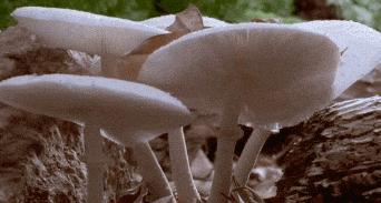 紧急提醒最近千万不要碰什么,野生蘑菇中毒高发季勿采勿食