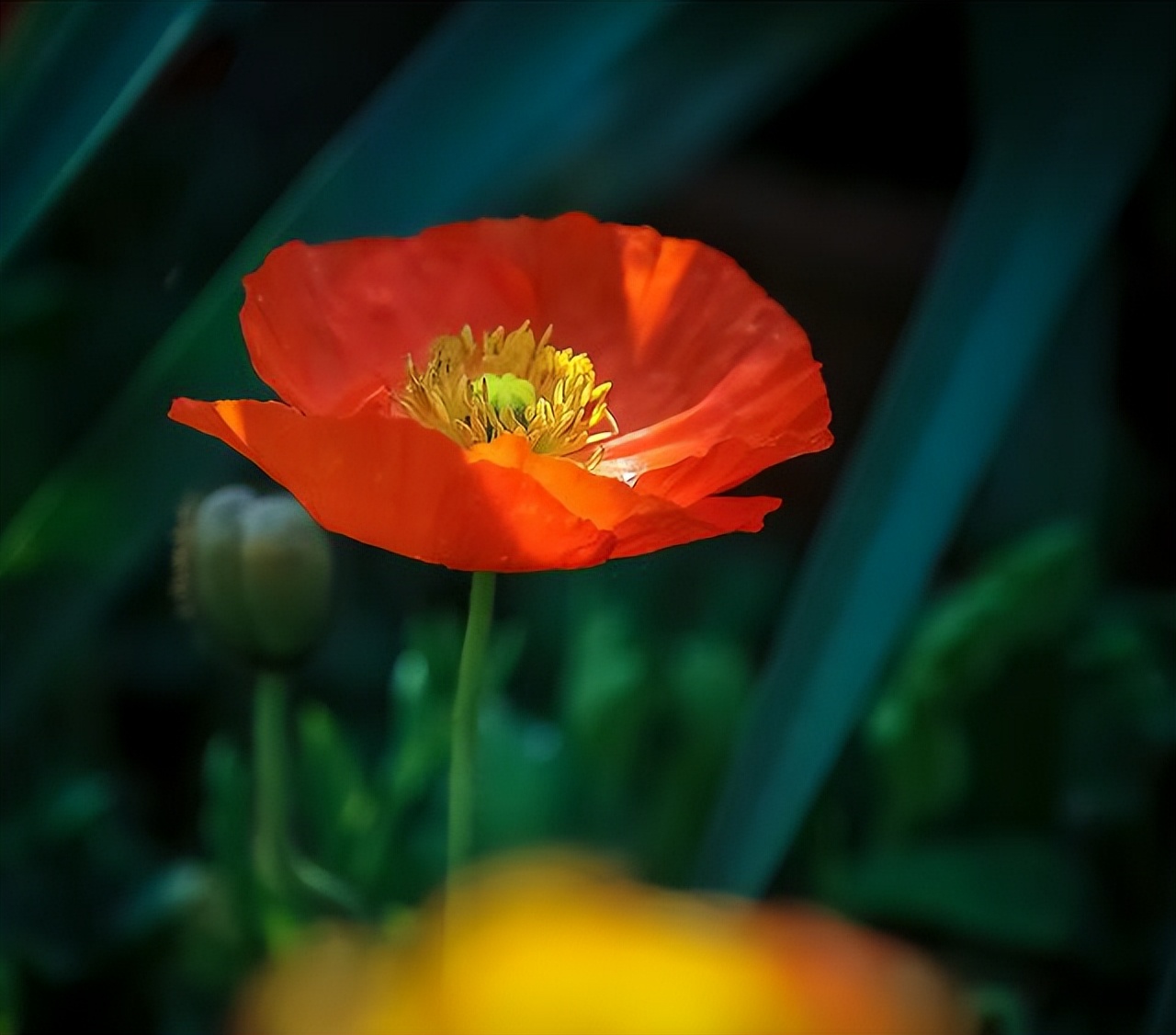 拍摄技巧如何拍摄好看的花卉照片,拍摄花卉技巧大全图片