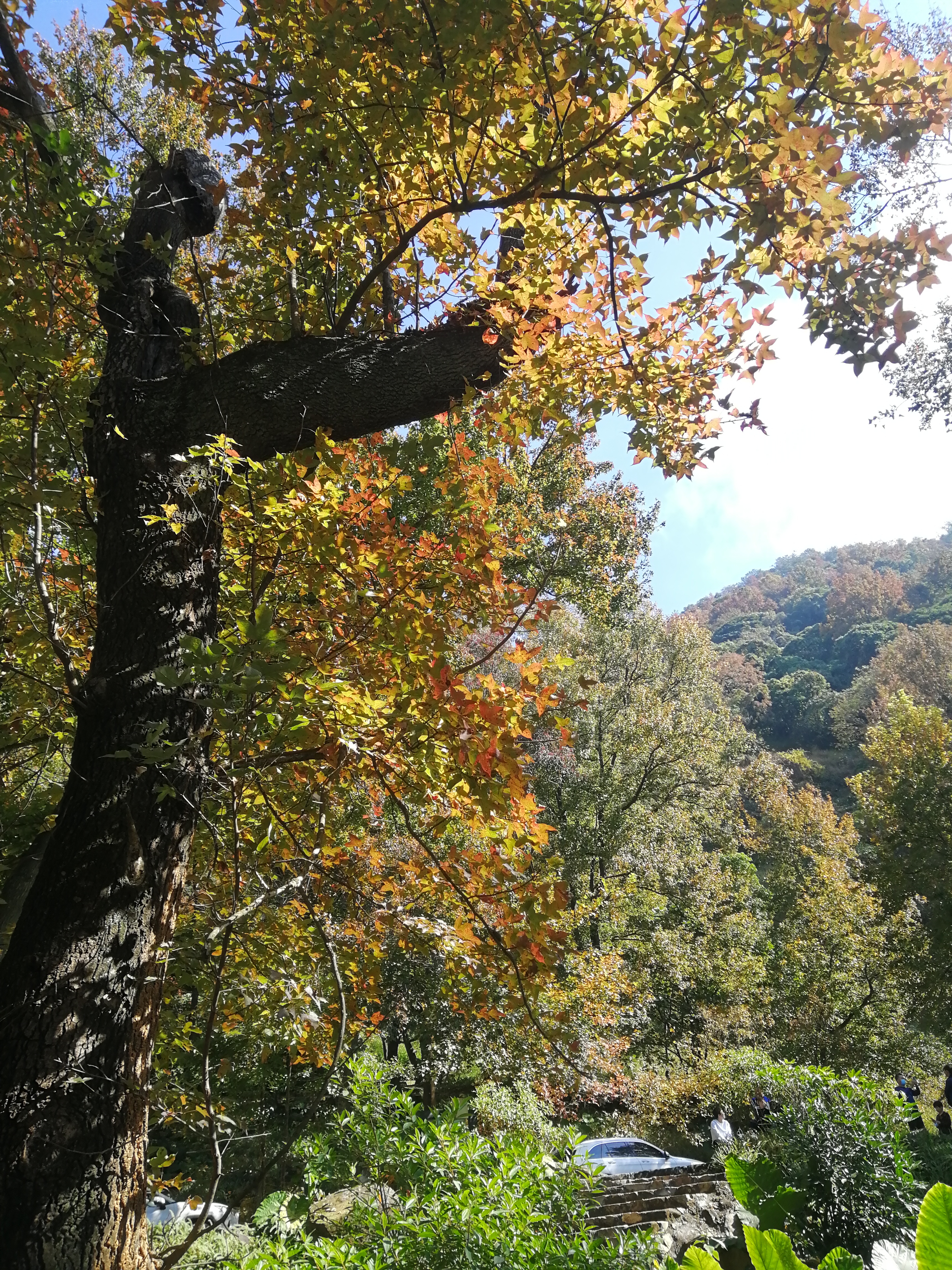 石门森林公园樱花谷交通线路,从化石门公园枫叶