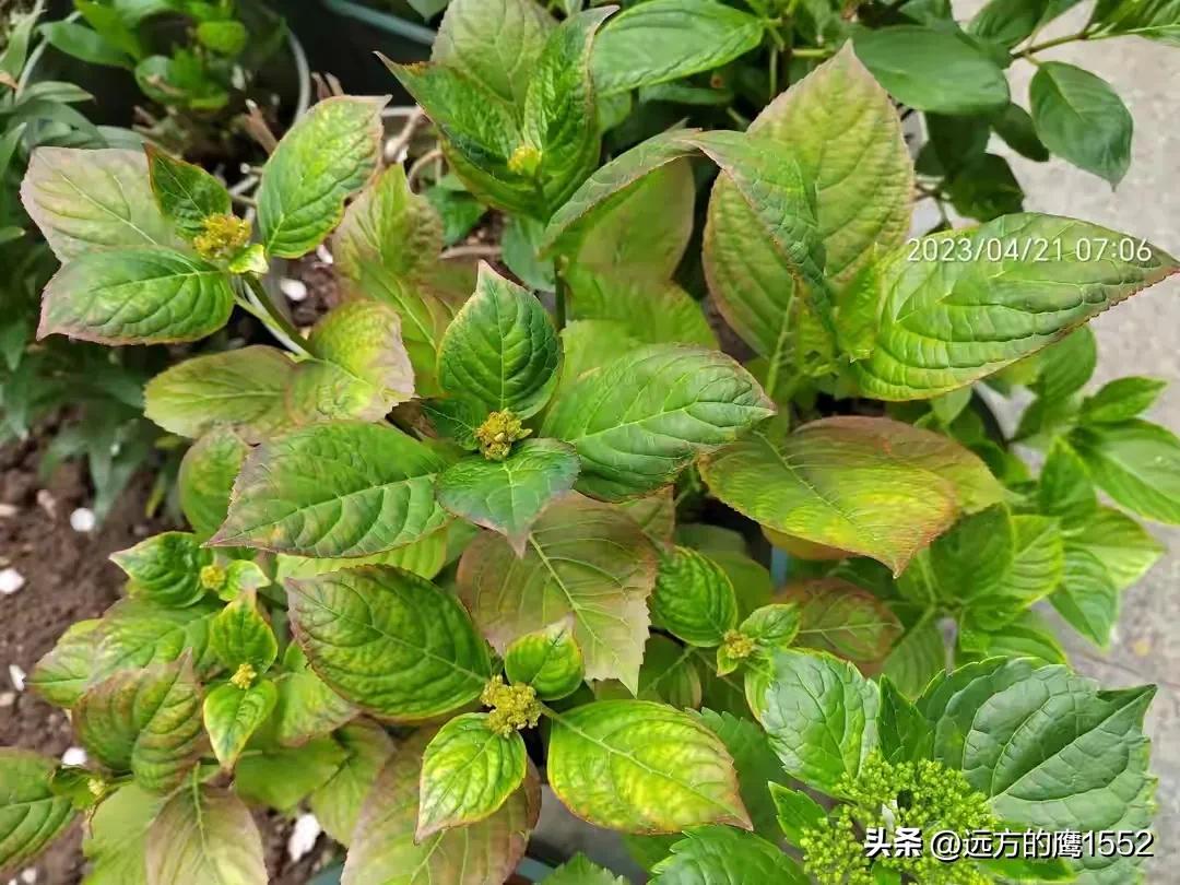 纱织小姐绣球是新老枝开花吗,绣球纱织小姐开花后的养护