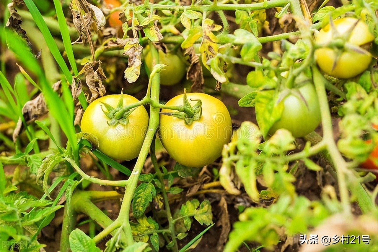 豆角秧黄叶防治土方法,种植的西红柿叶子干卷怎么补救