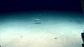 巨型西瓜虫海洋,深海巨足虫和西瓜虫