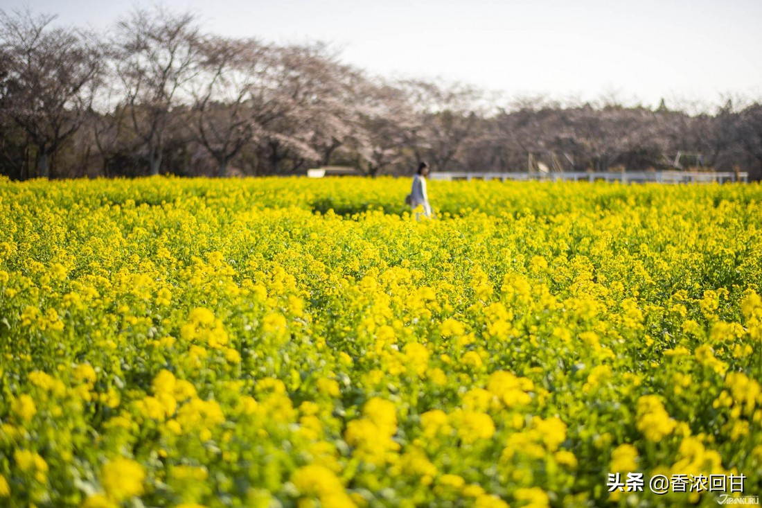 日本樱花赏花时间,日本樱花赏花