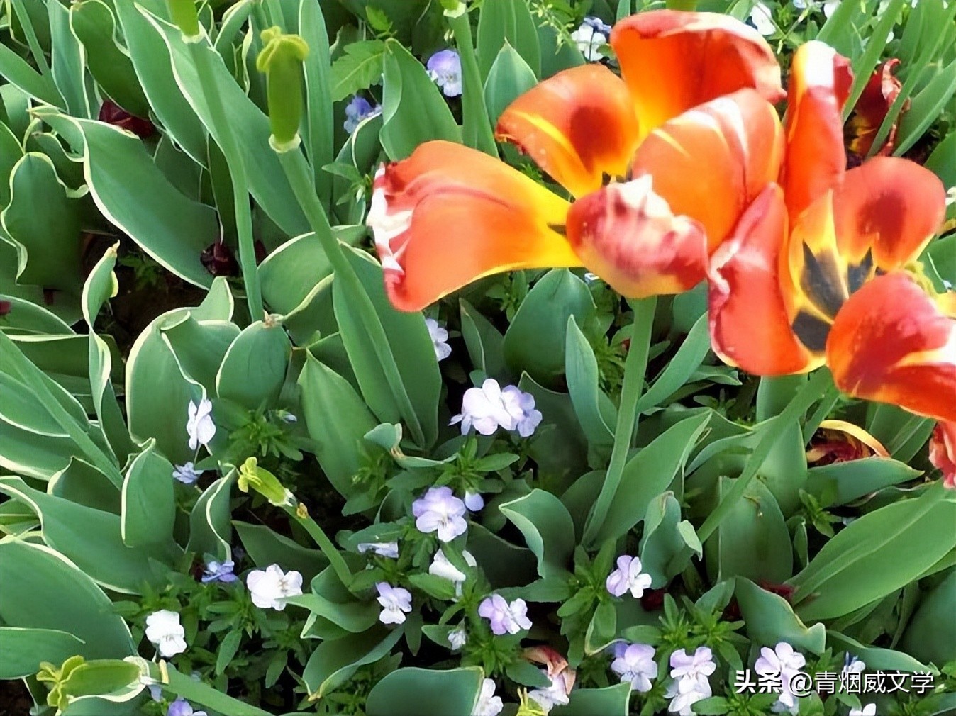 十四行诗虞美人,虞美人长恨知音少