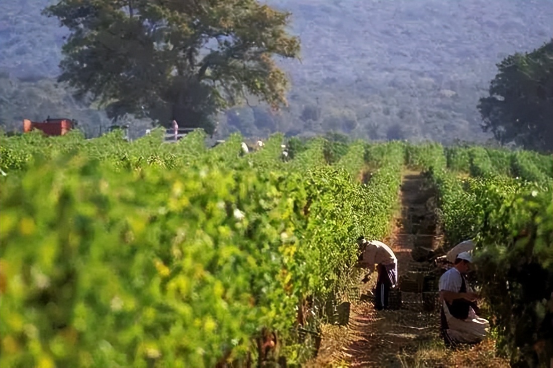 奔富庄园珍藏干红葡萄酒2002年,奔富518加强型葡萄酒750ml价格