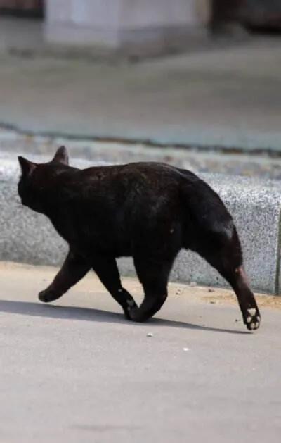 灰色猫咪是什么品种,玳瑁猫咪是什么品种