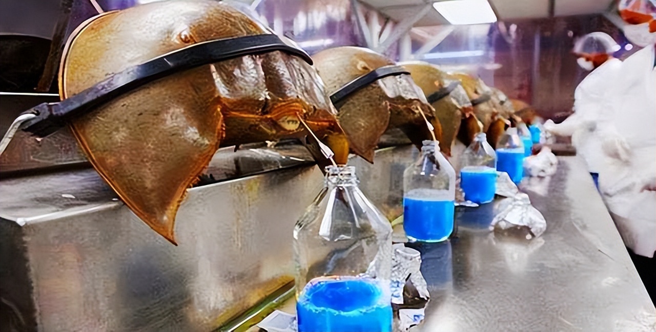 男子买到海怪,男子买海鲜发现端倪