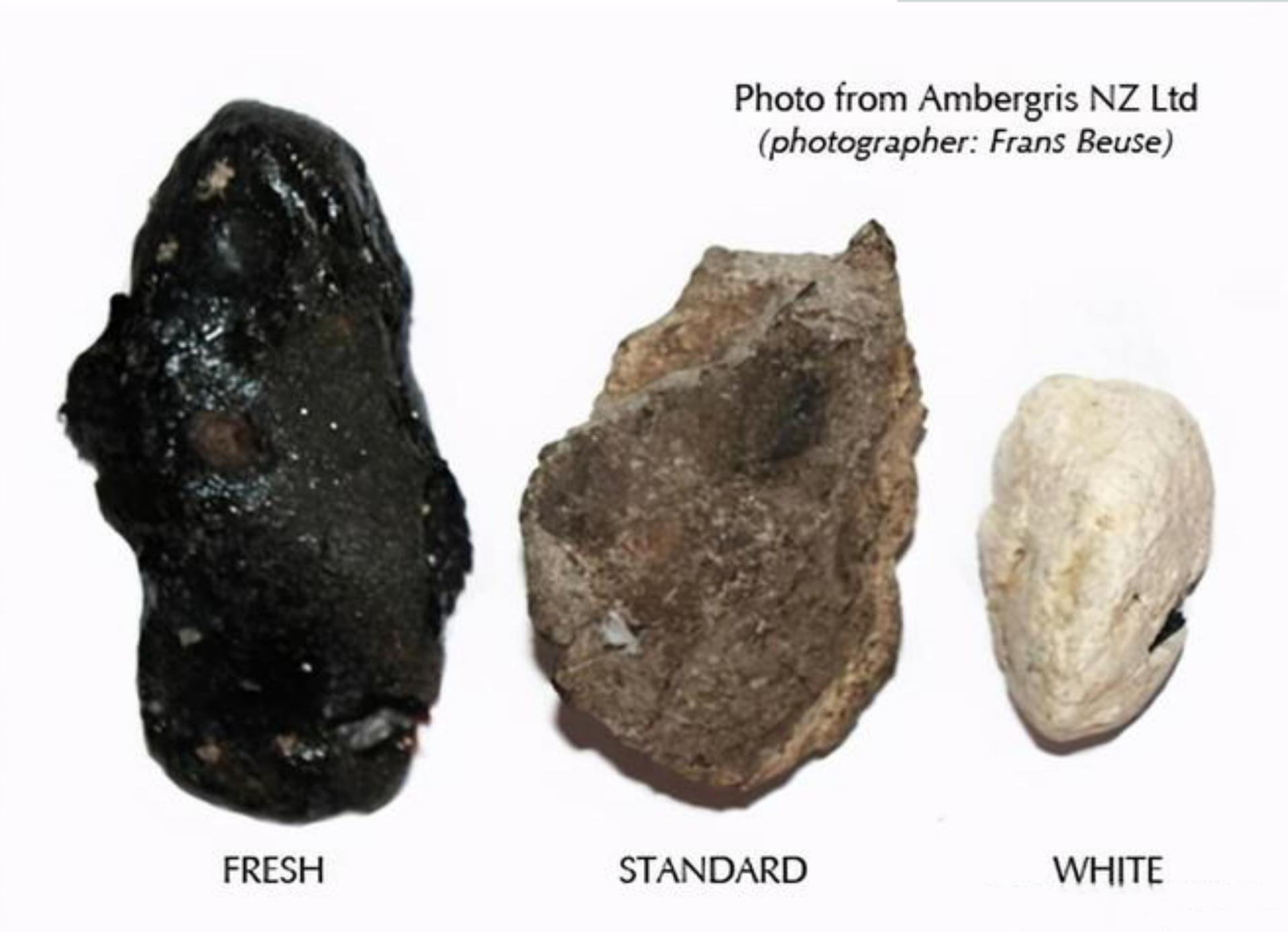 渔民在印度洋捞鱼发现尸体,也门渔民捡到127龙涎香