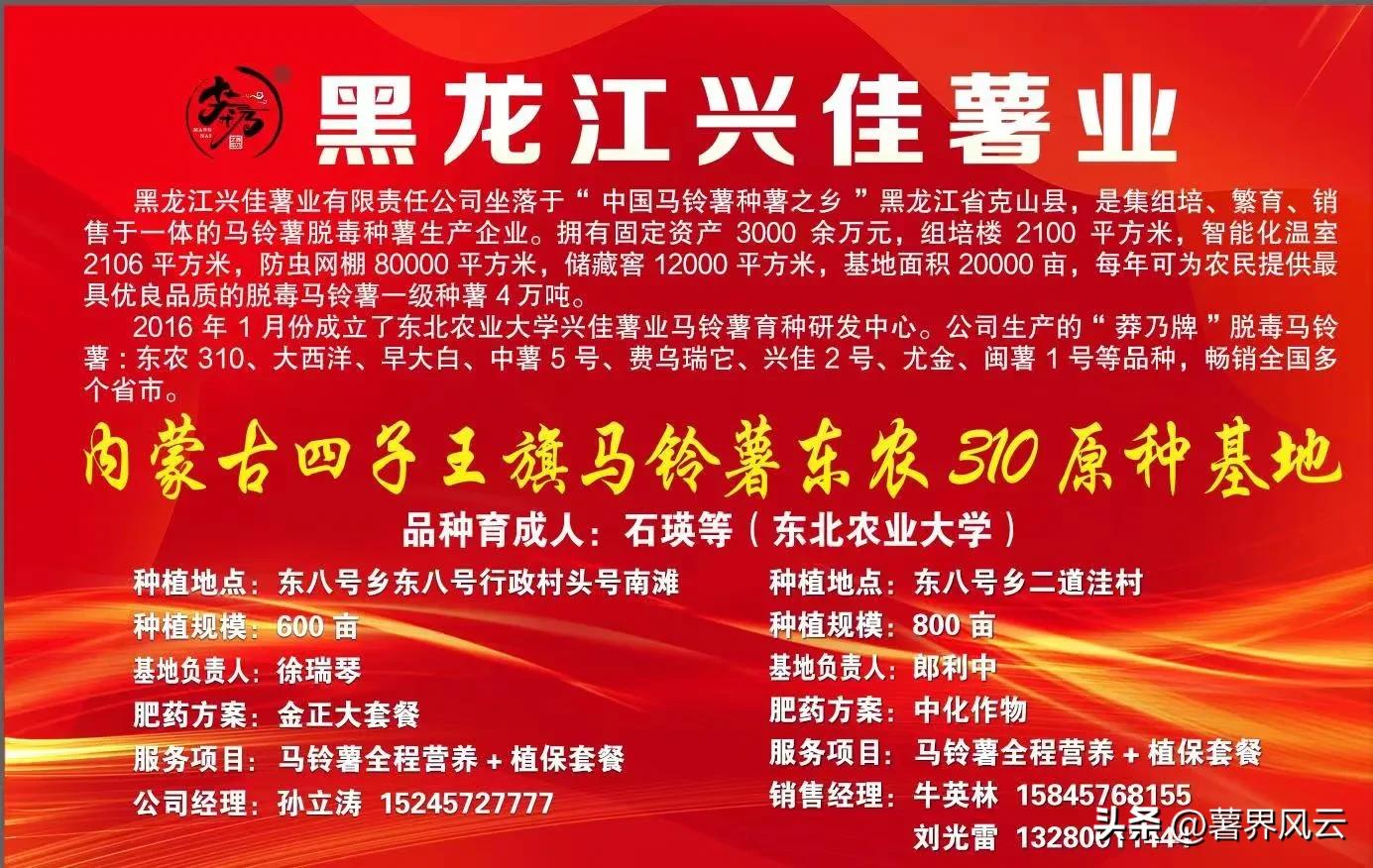 东农310：一颗优质的淀粉全粉加工专用薯