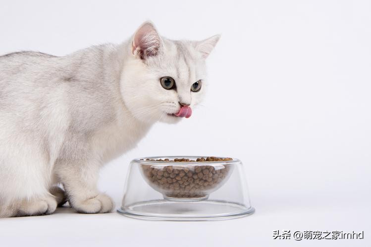 宠物用哪个碗不容易有细菌,宠物天天洗澡会怎么样