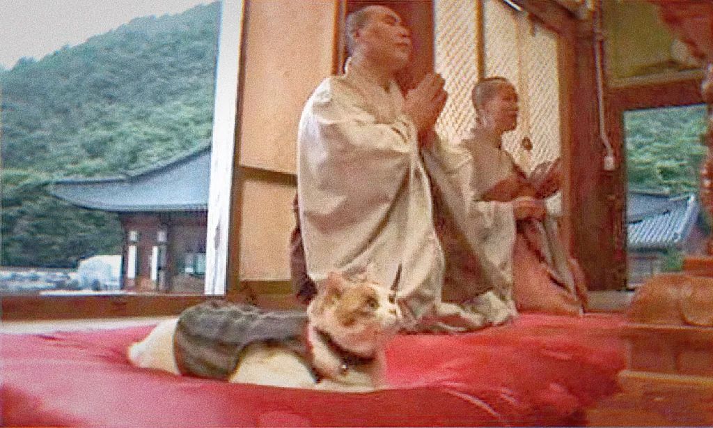 都说猫有九条命却唯有一颗心,猫有九条命唯有一颗心是什么意思