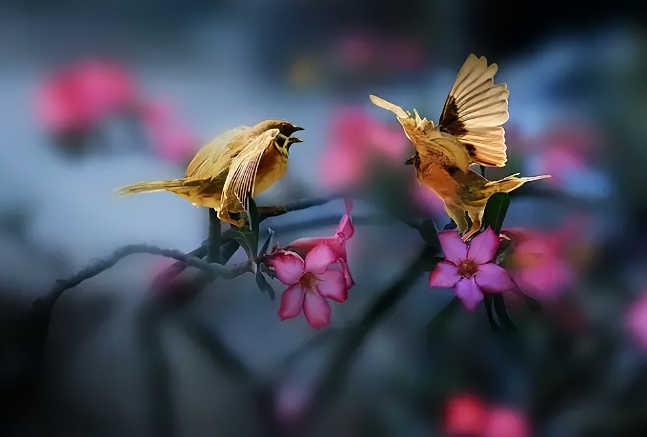 描写花影的诗词,带有花影诗句