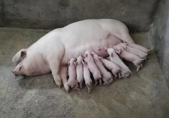 母猪清宫是怎么做的,母猪清宫教程