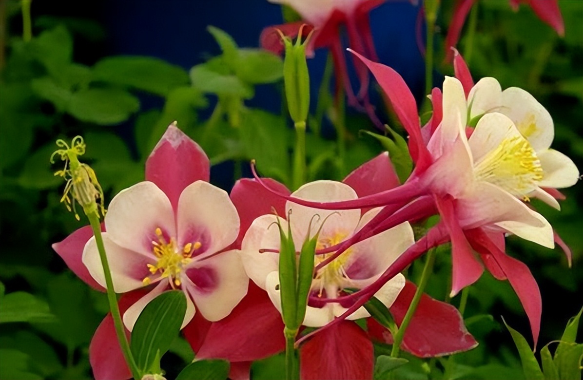 常觅春归不知处花田此地得逢君：栖云田园小镇·花间集