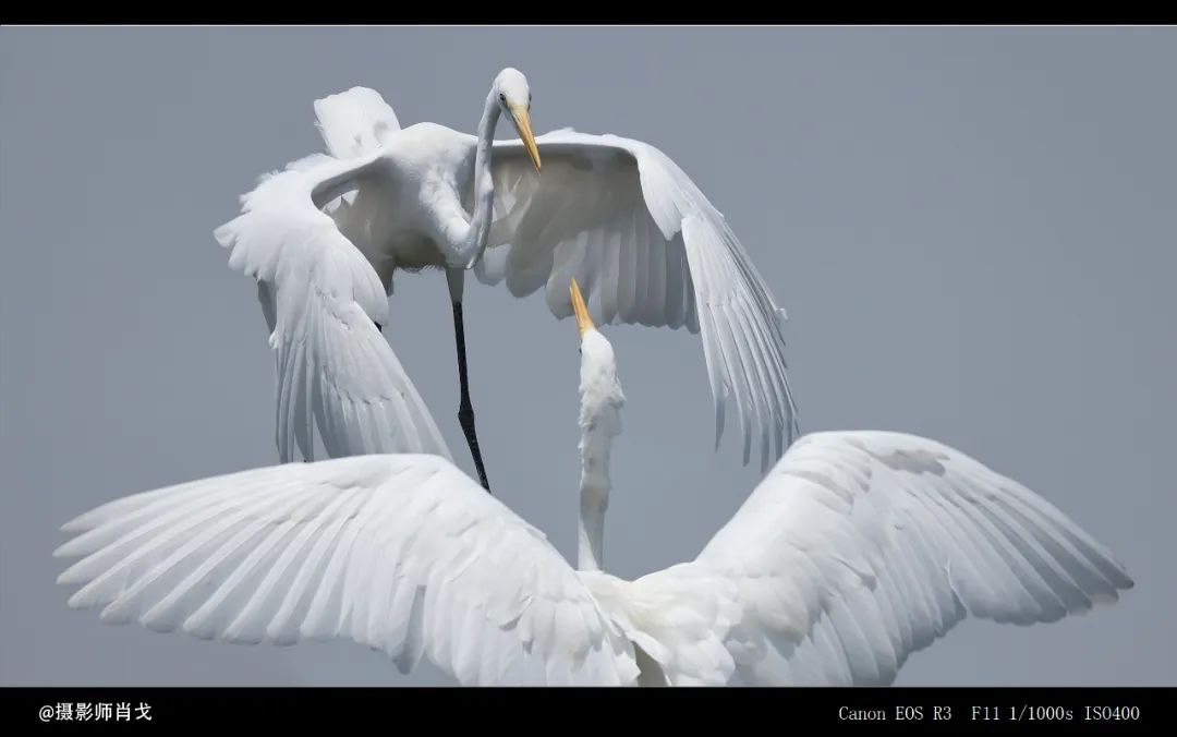 佳能rf800mmf5.6价格,佳能rf800mmf5.6定焦镜头能拍多远