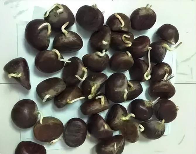 板栗发芽了还能吃吗视频,板栗放几天还能吃吗