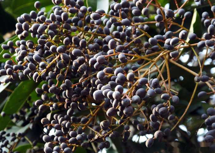 补阳降糖消渴中药方,中医内科学消渴的方子