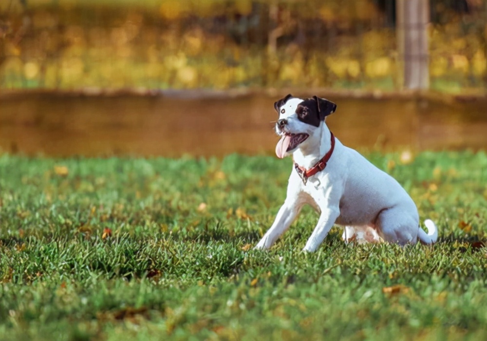两个月狗狗拉稀怎么回事,两个月狗狗拉稀呕吐该怎么办