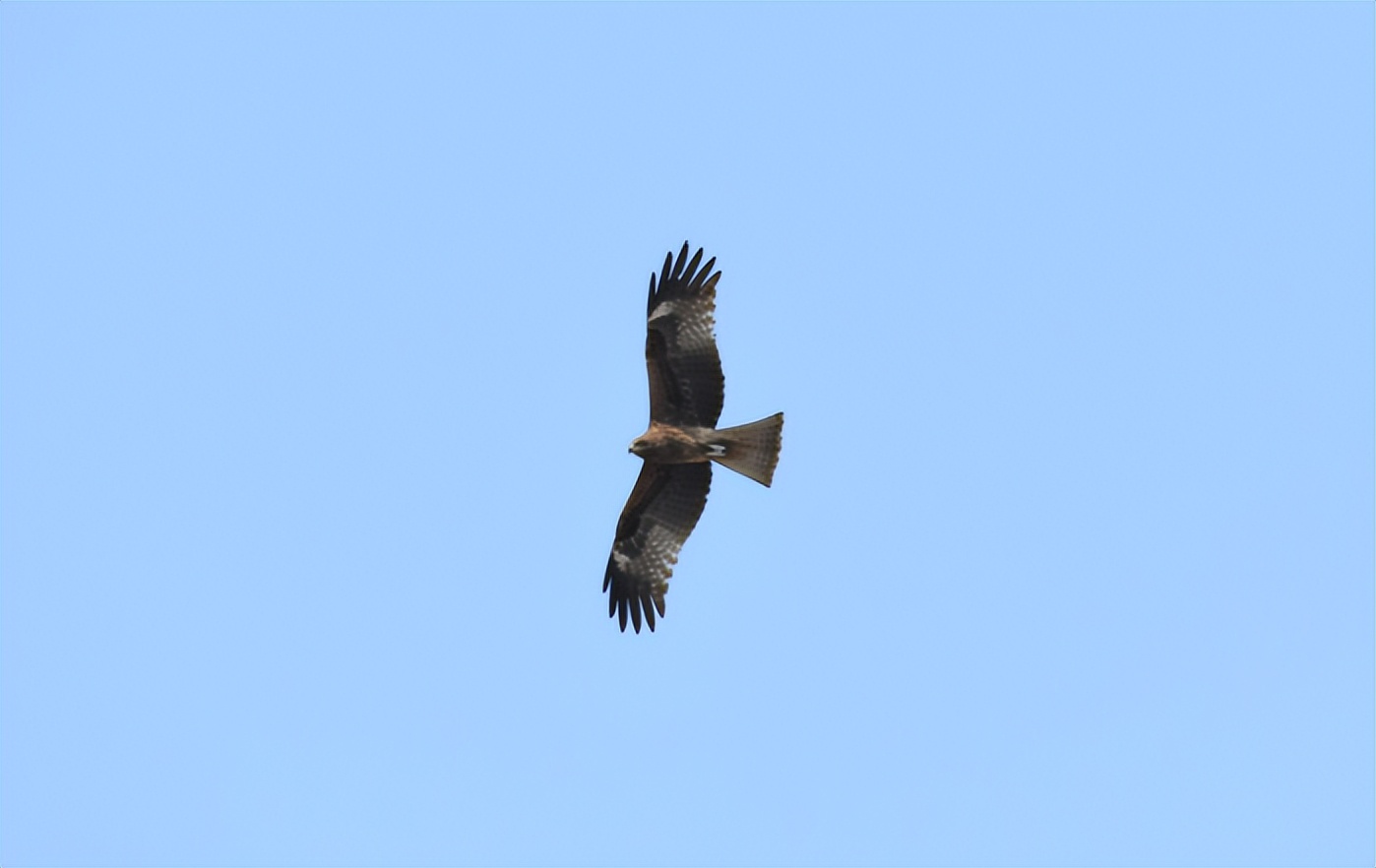 家底大揭秘！深圳究竟有多少“神奇生物”？