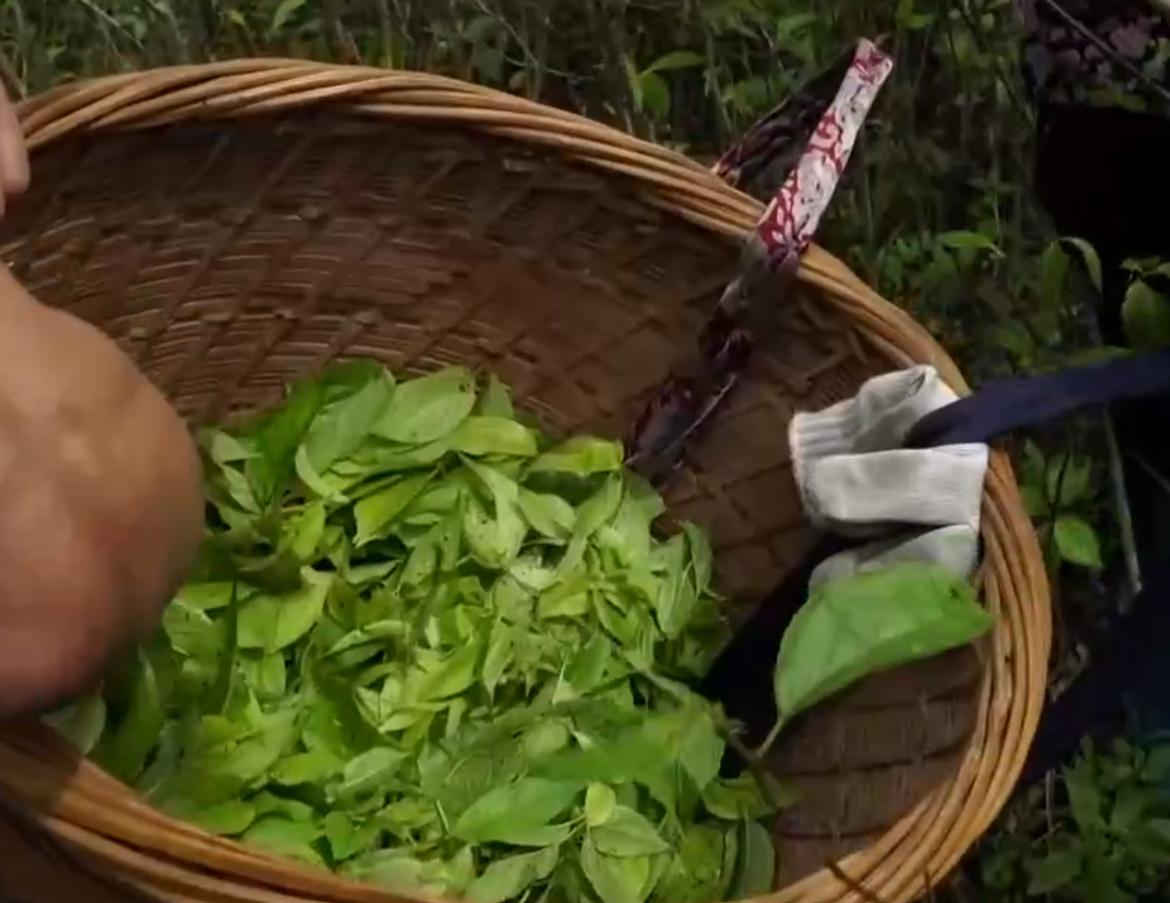 广东老板放弃皮革生意，靠壮阳树年入千万，一张树皮卖上千元