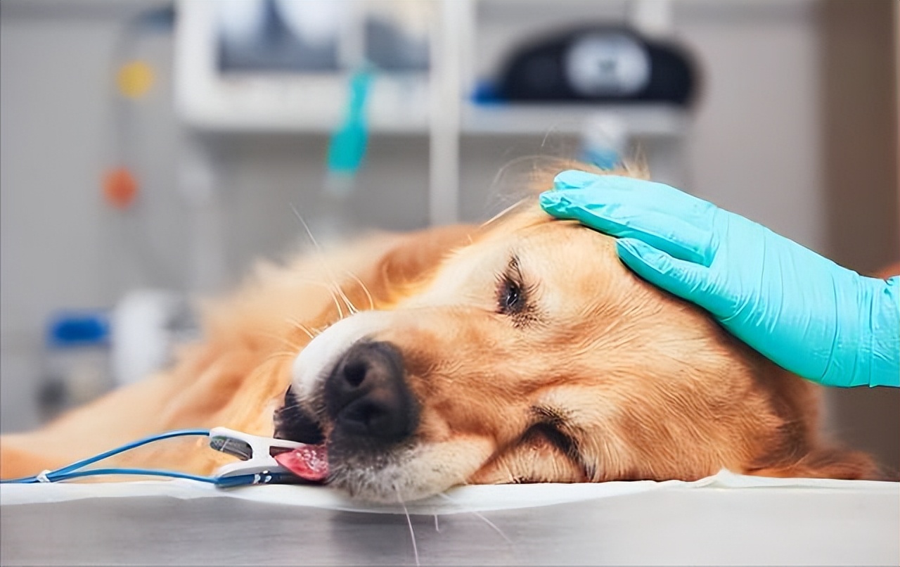 狗狗虚胖图,狗狗虚胖