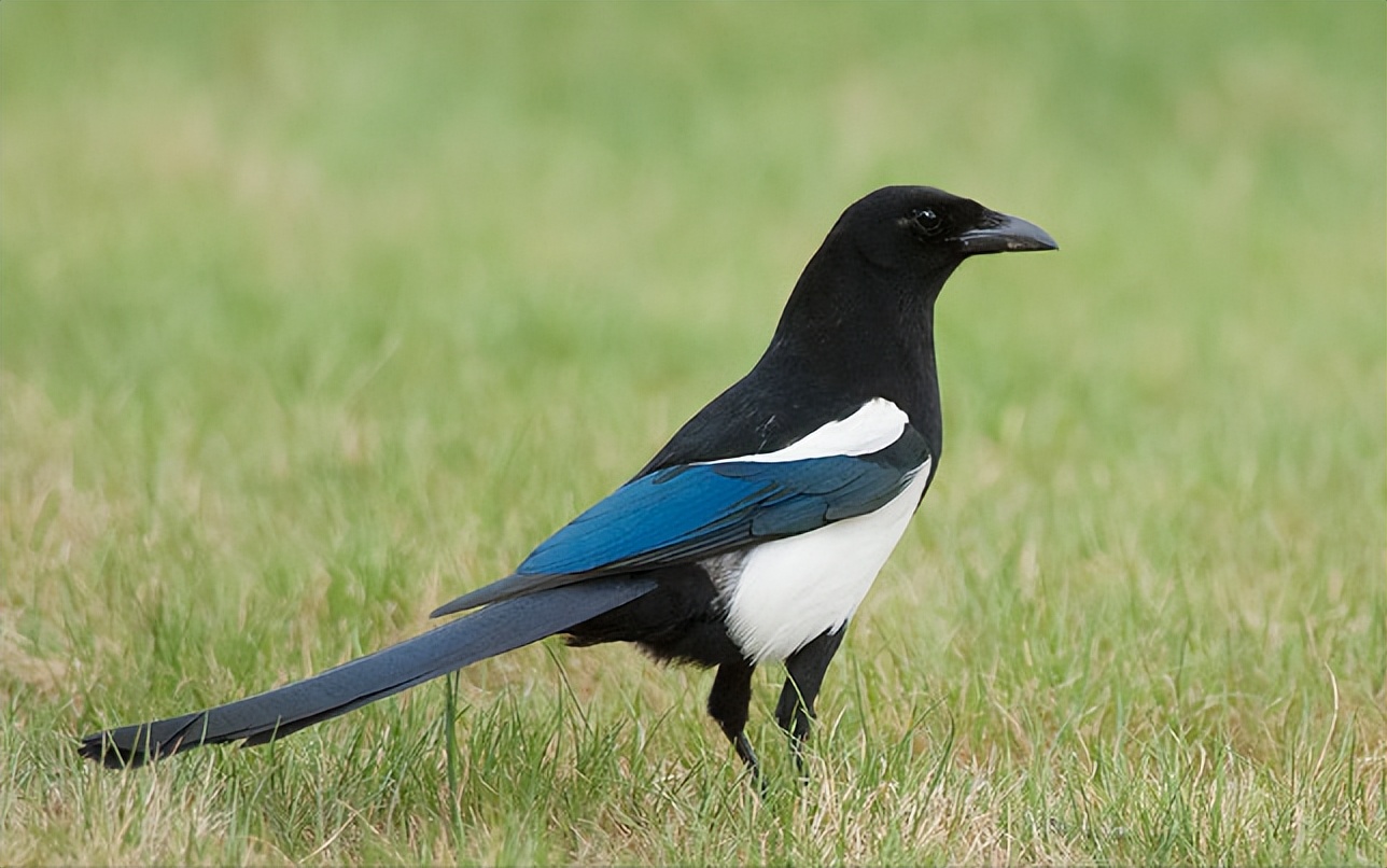 鸟儿大全高清图,高清珍稀鸟动态图片大全