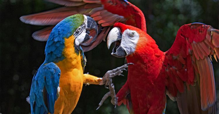 住野趣C位-广州长隆酒店！含高级客房+童趣乐园+广州长隆园区门票