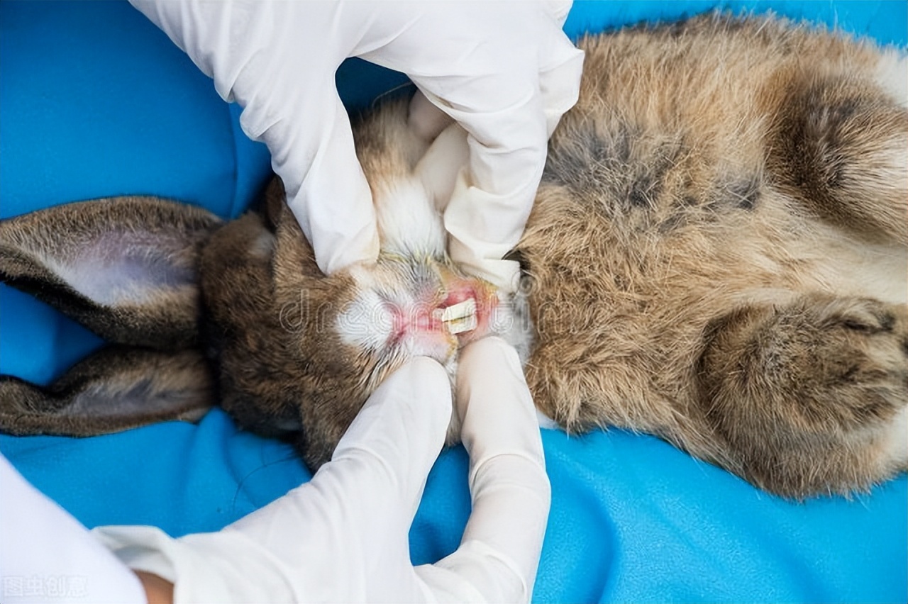 养兔知识大全,养兔兔子眼流水睁不开怎么办