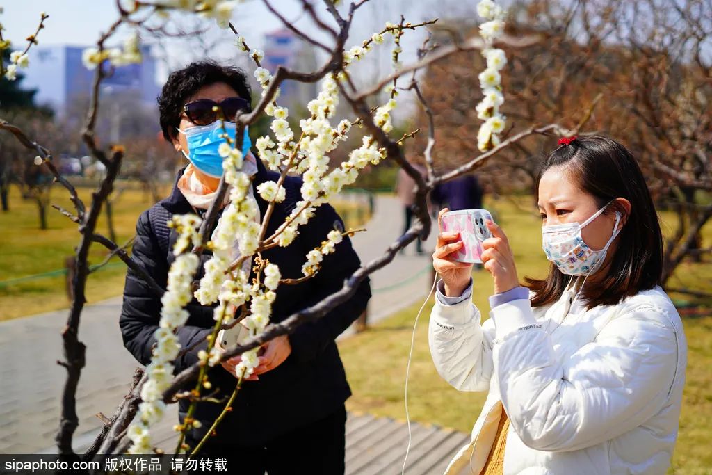 北京春花烂漫图,北京赏花梅花