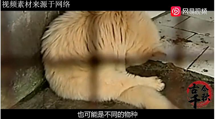 江西老农活捉六不像神兽,江西老汉活捉神兽四不像