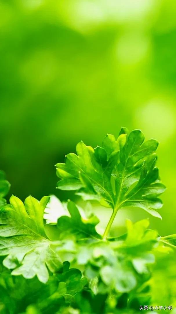 超清超美独一无二手机壁纸图片,养眼养心的壁纸