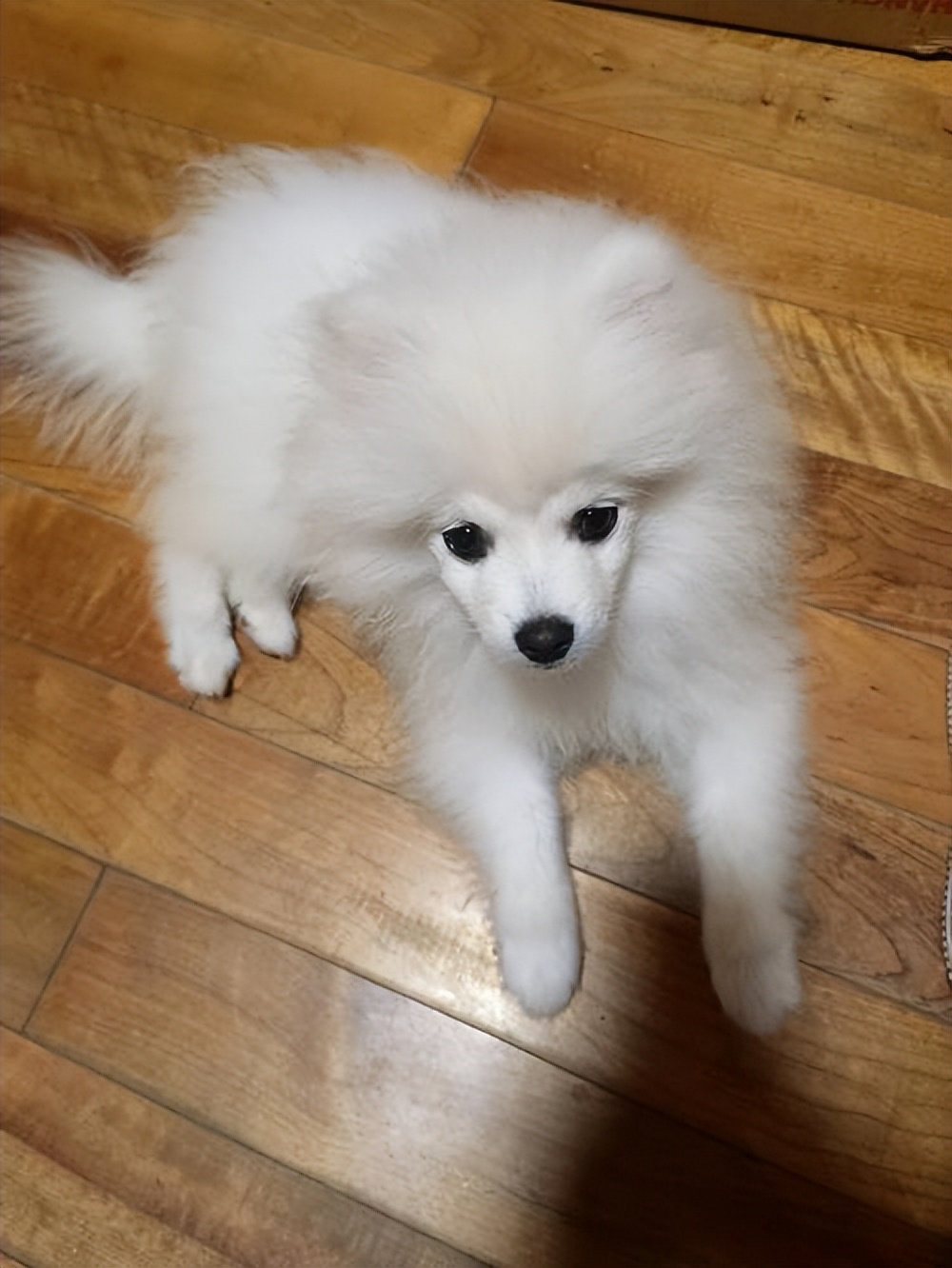 狗狗毛发稀疏是缺乏维生素吗,狗狗毛发少是基因问题