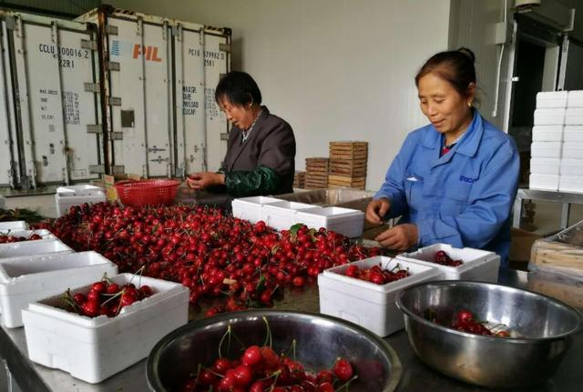 智利车厘子轮船上是怎么保鲜的 (车厘子在海上多长时间)