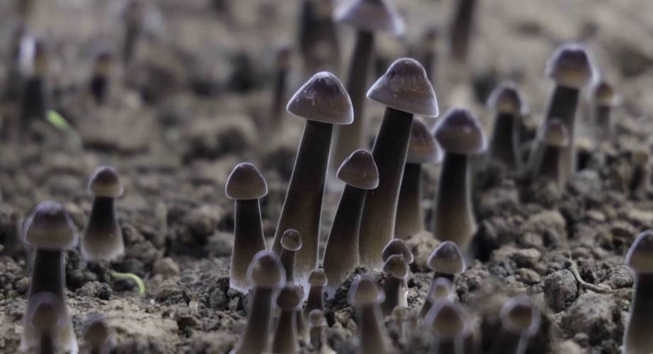 黑皮鸡枞栽培为啥长绿霉,黑皮鸡枞的室内栽培