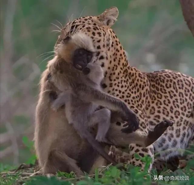 鬣狗捕食动物图片,鬣狗捕杀巨蟒