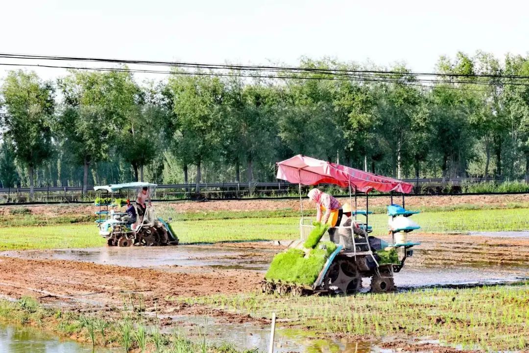 东平县种大棚挣钱吗,东平县商老庄水稻