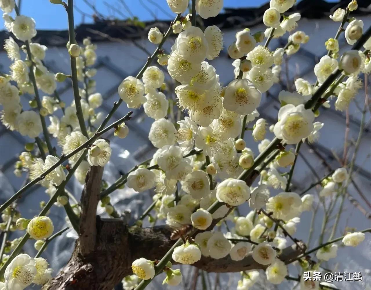 榆叶梅死枝是什么原因,茶梅出现死枝是什么原因