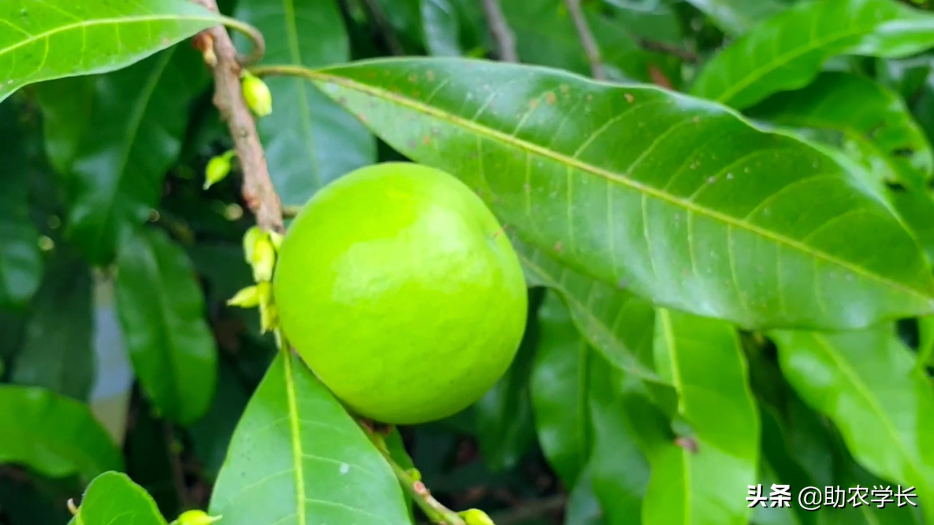 果冻果是什么,果冻果是什么东西